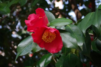 hikawa-flower-3