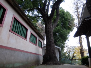 shinagawa-shrine2-around-main-hall